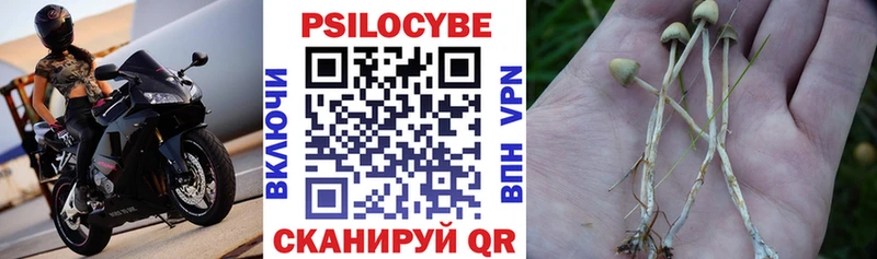 Купить закладки Нерюнгри Псилоцибиновые грибы Psilocybine cubensis